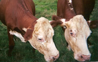 Two Polled Hereford cattle grazing on the Perry Farm